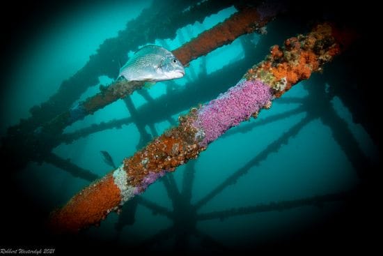 Adelaide proving to be very successful dive site